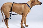 About Dog Jumping Harnesses
