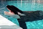 About Killer Whales Living in Captivity