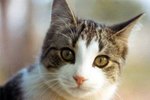 Best Flea Medicine for Cats: Advantage or Frontline?