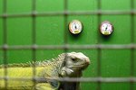 Plans for Building an Iguana Cage