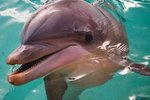 How Did Dolphins Get Their Name?