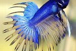 How to Make a Betta Fish More Colorful