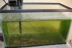 How to Get Green Algae Off Aquarium Glass