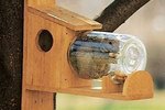 How to Build a Squirrel Feeder Jar
