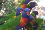 How to Look Up Bird Band Numbers for Parrots