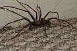 How to Rid your House of Spiders (For Good!)