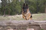 How to Train a German Shepherd to Be a Guard Dog