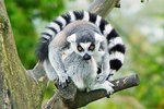 Lemur Life Cycle