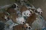 How to Find an English Bulldog Puppy For Sale without getting Scammed