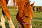 How to Treat Irritable Bowel Syndrome in Horses