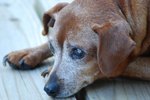 Elderly Dog Paralysis in Legs Symptoms