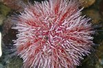 Life Cycle of a Sea Urchin
