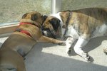 How to Use an English Bulldog Rescue to Adopt a Bulldog