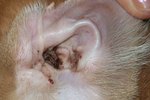 Cats' Ear Infections