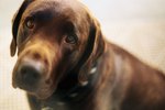 How to Act Quickly if Your Dog Has the Signs of Bloat