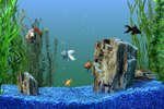 How to Change Fish Tank Water (Freshwater)
