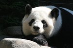 Biotic & Abiotic Factors of the Giant Panda