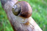 Tree Snail Facts