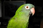 How to Breed Green Cheek Conures
