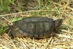 How to Raise a Baby Alligator Snapping Turtle