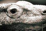 How Do Reptiles Digest?