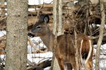 Do Whitetail Deer Lose Their Antlers Every Year?