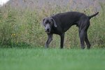 How to Train the Best Bird Hunting Dog