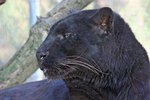 The Differences Between Female & Male Black Panthers