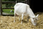How to Increase Goat Milk Production