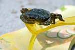 How to Breed Blue Crabs