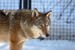 What Is a Gray Wolf's Diet?