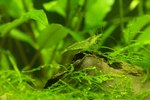 How to Know When Your Aquarium Ghost Shrimp Is Sick