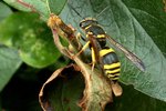 How to Tell the Difference Between Male & Female Wasps