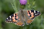 The Best Way to Make a Solution of Sugar Water for Newly Hatched Painted Lady Butterflies