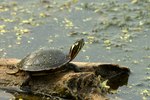 How to Take Care of a Painted Turtle Egg
