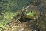Raising Bullfrog Tadpoles