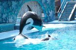 Baby Killer Whale Facts