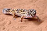 What Do Desert Geckos Eat?
