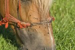 How to Make Your Own Horse Insect Spray With Essential Oils