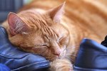 Natural Treatment for a Common Cold Infection in Cats