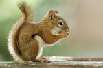 The Differences in Male and Female Squirrels