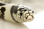 What Kind of Snake Is Black & White?