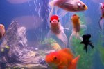 Why Do Fish Move Rocks in an Aquarium?
