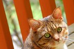 Is Burning Citronella Candles Harmful to Cats?