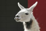 The Lama as an Animal for a Pet