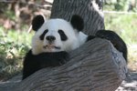 How Are Giant Pandas Different from Red Pandas?
