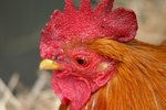 How to Care for Bantam Chickens