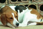 Facts About Beagle Dogs