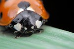 How to Keep Ladybugs as Pets