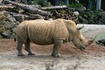 How Do Rhinos Communicate?